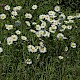 Leucanthemum vulgare