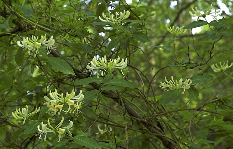 Lonicera periclymenum - © Charles Hipkin