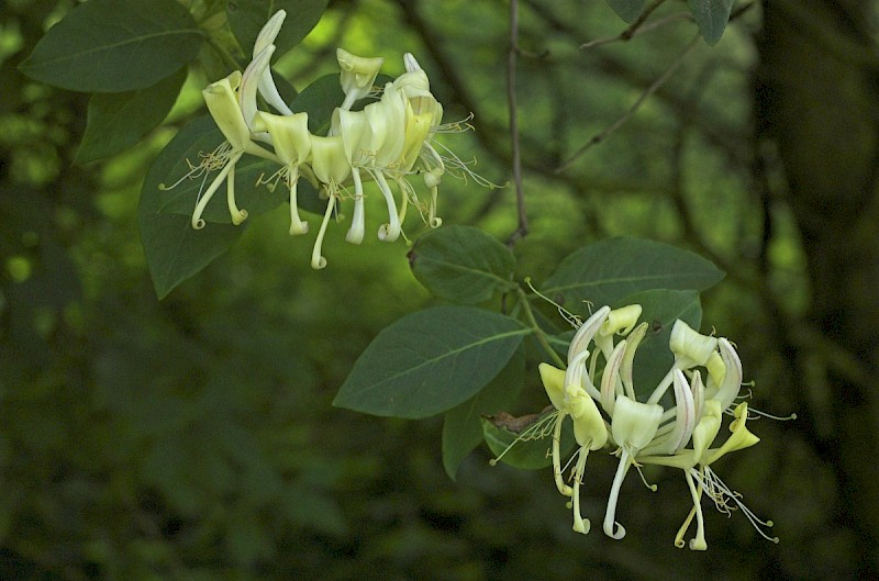 Lonicera periclymenum - © Charles Hipkin