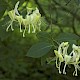 Lonicera periclymenum