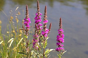 Lythrum salicaria Purple-loosestrife