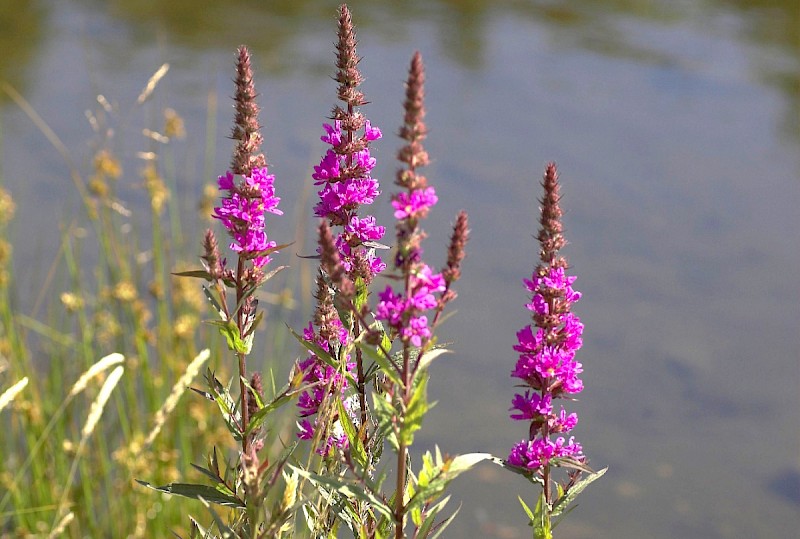 Lythrum salicaria - © Charles Hipkin