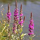 Lythrum salicaria