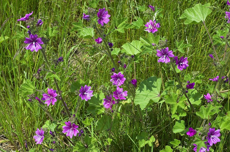 Malva sylvestris - © Charles Hipkin