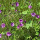 Malva sylvestris