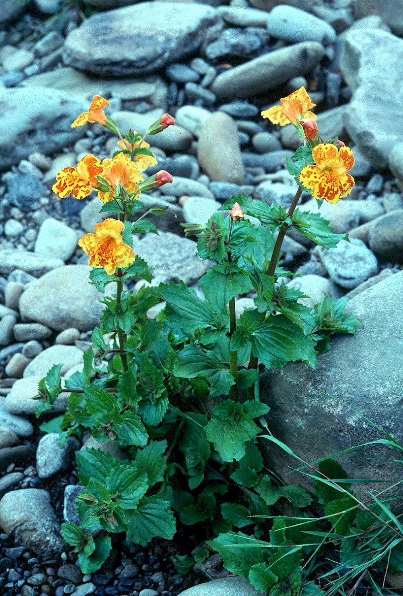 Mimulus x robertsii - © Charles Hipkin