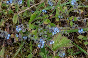 Myosotis ramosissima Early Forget-me-not