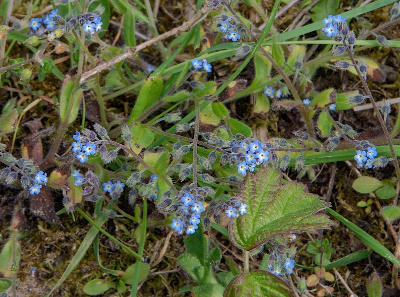 Myosotis ramosissima - © Charles Hipkin