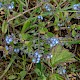 Myosotis ramosissima