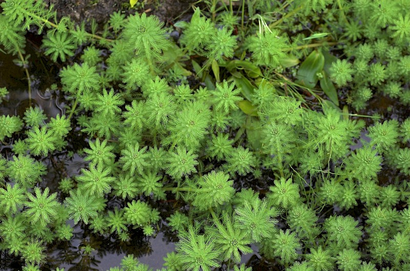 Myriophyllum aquaticum - © Charles Hipkin