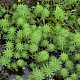 Myriophyllum aquaticum