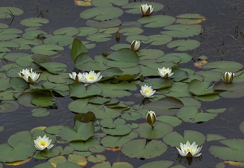 Nymphaea alba - © Charles Hipkin