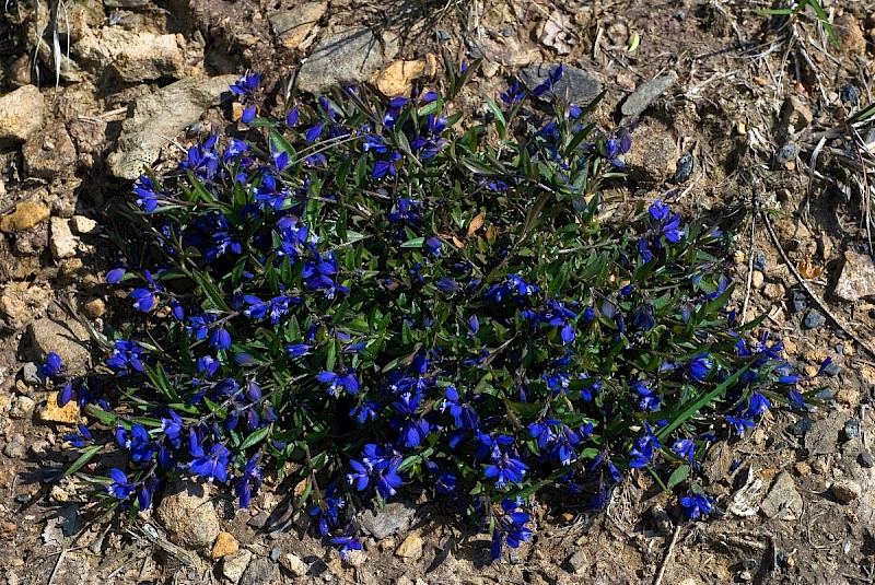 Polygala serpyllifolia - © Charles Hipkin