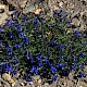 Polygala serpyllifolia