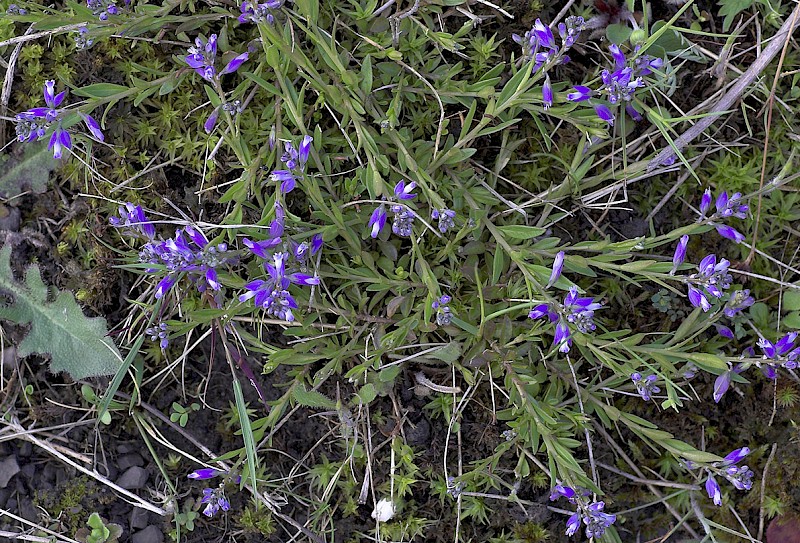 Polygala serpyllifolia - © Charles Hipkin