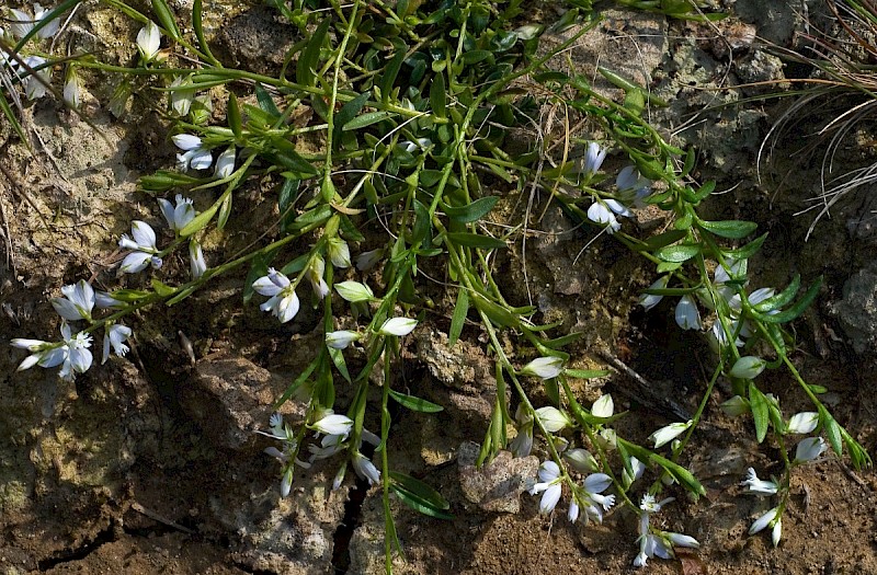 Polygala serpyllifolia - © Charles Hipkin