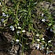 Polygala serpyllifolia