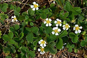 Potentilla sterilis Barren Strawberry