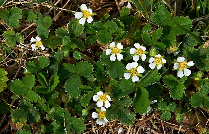 Potentilla sterilis - © Charles Hipkin