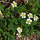 Potentilla sterilis