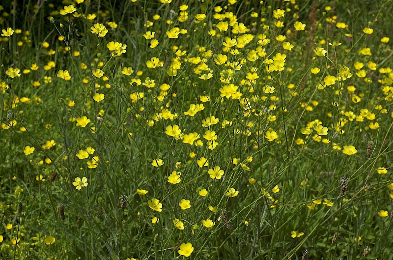 Ranunculus acris - © Charles Hipkin