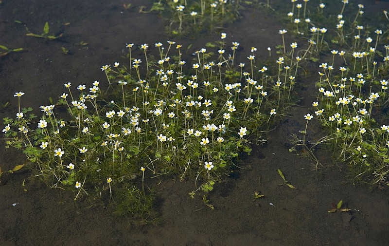 Ranunculus aquatilis - © Charles Hipkin