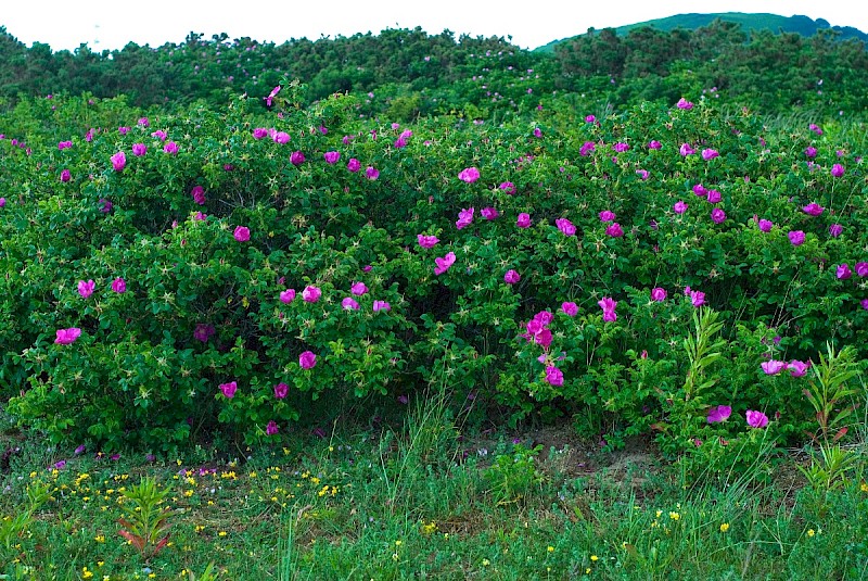 Rosa rugosa - © Charles Hipkin