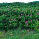 Rosa rugosa