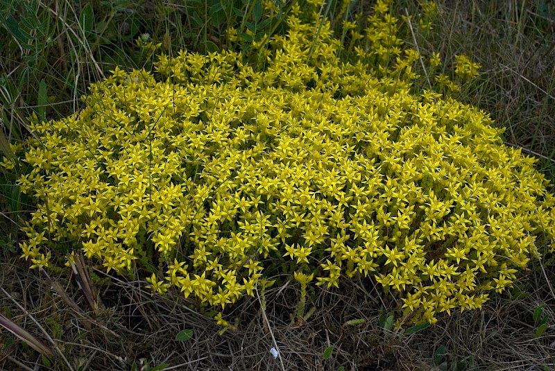 Sedum acre - © Charles Hipkin