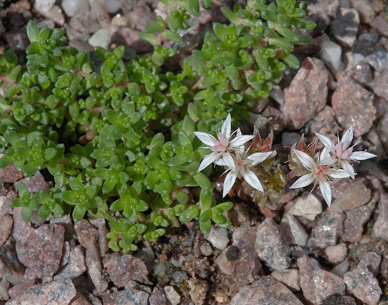 Sedum anglicum - © Charles Hipkin