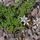 Sedum anglicum