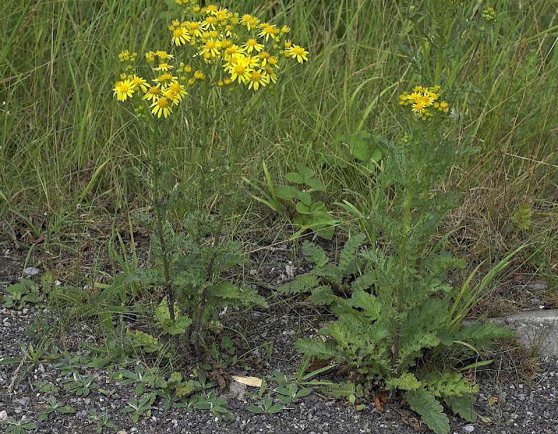 Senecio jacobaea - © Charles Hipkin