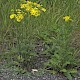 Senecio jacobaea