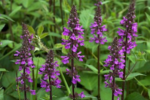 Stachys palustris Marsh Woundwort