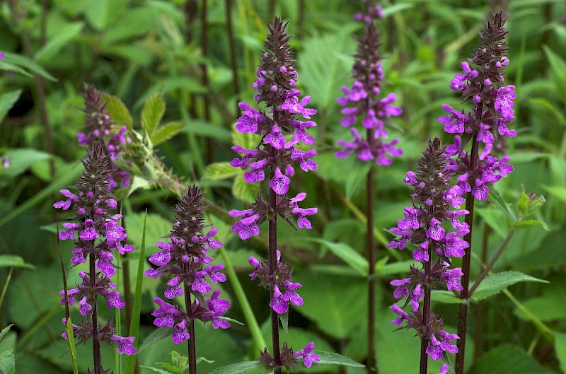 Stachys palustris - © Charles Hipkin