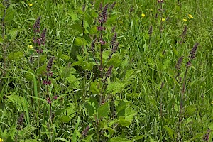 Stachys sylvatica Hedge Woundwort