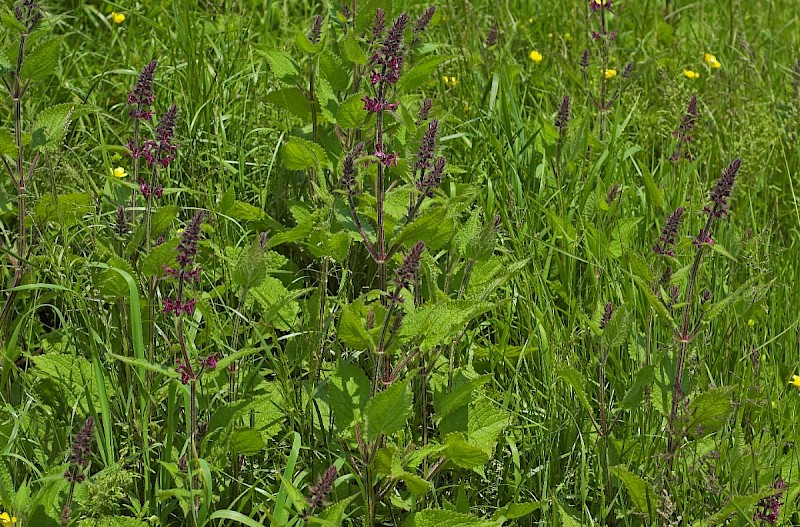 Stachys sylvatica - © Charles Hipkin