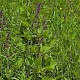 Stachys sylvatica