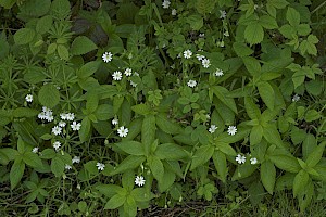 Stellaria holostea Greater Stitchwort