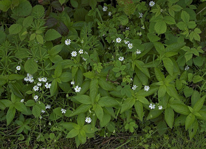 Stellaria holostea - © Charles Hipkin