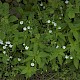 Stellaria holostea