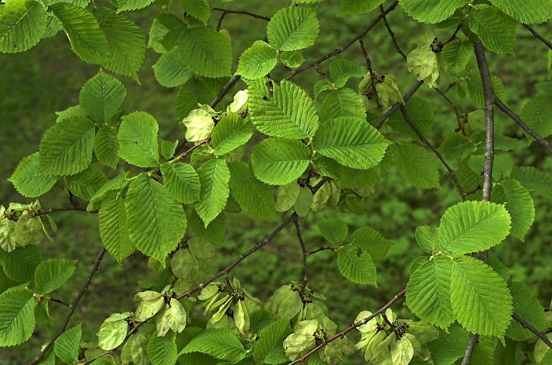 Ulmus glabra - © Charles Hipkin