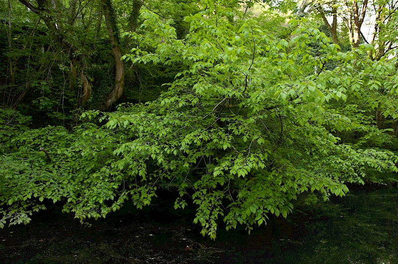 Ulmus glabra - © Charles Hipkin