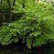 Ulmus glabra