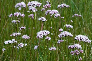 Valeriana officinalis Common Valerian