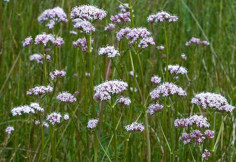 Valeriana officinalis - © Charles Hipkin