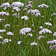 Valeriana officinalis