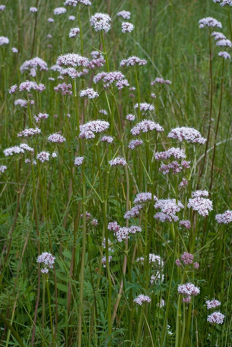 Valeriana officinalis - © Charles Hipkin