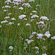 Valeriana officinalis