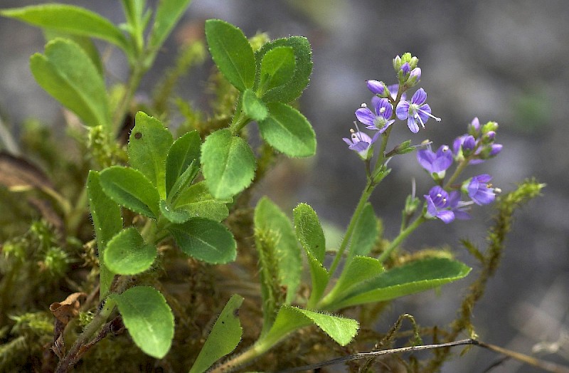 Veronica officinalis - © Charles Hipkin